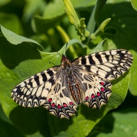 pestrokřídlec podražcový - Zerynthia...