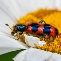 pestrokrovečník včelový - Trichodes...