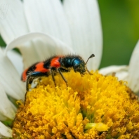 pestrokrovečník včelový - Trichodes...