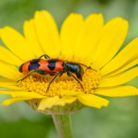 pestrokrovečník včelový - Trichodes...