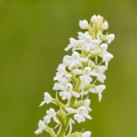 pětiprstka žežulník - Gymnadenia conopsea