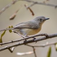 pěvka lesní - Newtonia brunneicauda