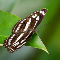 Phaedyma columella