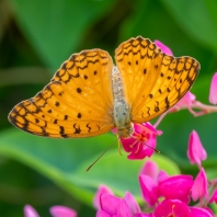 Phalanta phalantha