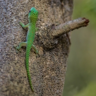 Phelsuma kochi