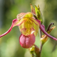 Phragmipedium Lemoinierianum
