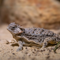 Phrynosoma braconnieri