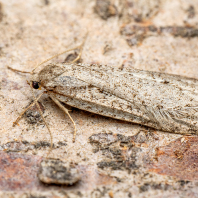 Phycitodes maritima