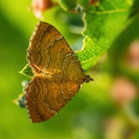 píďalka kopřivová - Camptogramma bilineatum