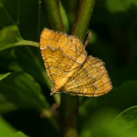 píďalka kopřivová - Camptogramma...
