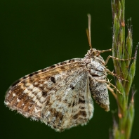 píďalka obecná - Epirrhoe alternata