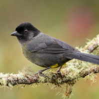 pipilo žlutostehenný - Pselliophorus tibialis