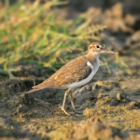 pisík obecný - Actitis hypoleucos