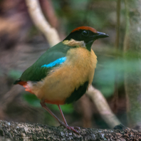 pita hřmotivá - Pitta versicolor