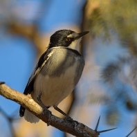 pitoš běloocasý - Lanioturdus torquatus