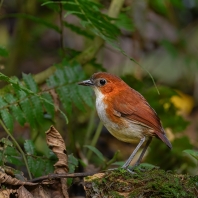 pitule bělobřichá - Grallaria hypoleuca