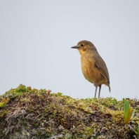 pitule plavoprsá - Grallaria quitensis