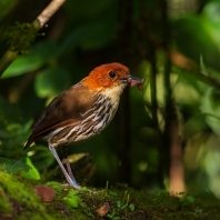 pitule rezavotemenná - Grallaria ruficapilla