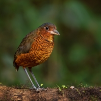 pitule velká - Grallaria gigantea