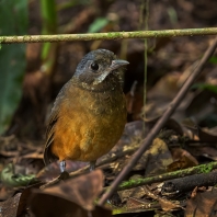 pitule vousatá - Grallaria alleni