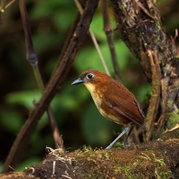 pitule žlutoprsá - Grallaria flavotincta
