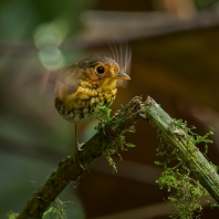 pitulka okrovoprsá - Grallaricula flavirostris