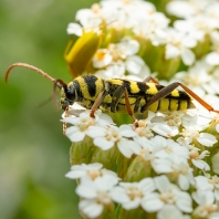 Plagionotus floralis