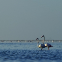 plameňák růžový - Phoenicopterus roseus