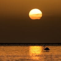 plameňák růžový - Phoenicopterus roseus