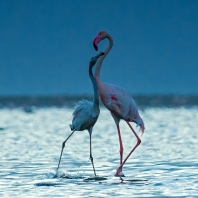 plameňák růžový - Phoenicopterus roseus