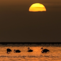 plameňák růžový - Phoenicopterus roseus