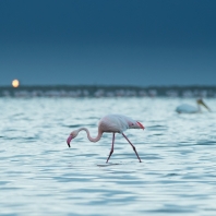 plameňák růžový - Phoenicopterus roseus