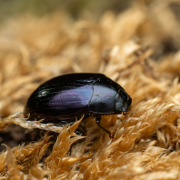 Platydema violaceum
