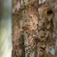 ploskorep listoocasý - Uroplatus sikorae