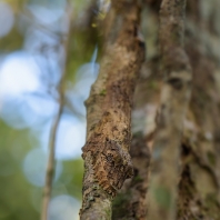 ploskorep listoocasý - Uroplatus sikorae