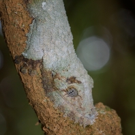 ploskorep listoocasý - Uroplatus sikorae