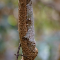 ploskorep listoocasý - Uroplatus sikorae