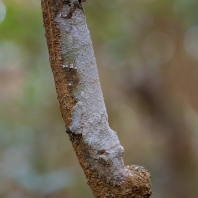 ploskorep listoocasý - Uroplatus sikorae