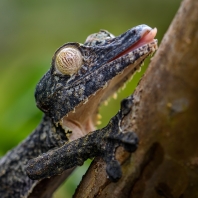 ploskorep třásnitý - Uroplatus fimbriatus