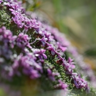 pochybek alpský - Androsace alpina