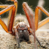 pokoutník domácí - Tegenaria domestica