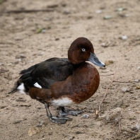polák malý - Aythya nyroca