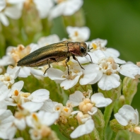 polník zelenavý - Agrilus viridis