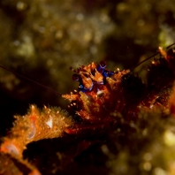 polokrab ostnitý - Galathea strigosa