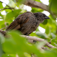 popeláč šedý - Struthidea cinerea