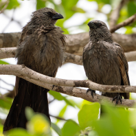 popeláč šedý - Struthidea cinerea