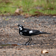 popeláček černobílý - Grallina cyanoleuca