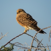poštolka bělooká - Falco rupicoloides