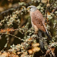 poštolka obecná - Falco tinnunculus