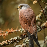 poštolka obecná - Falco tinnunculus